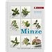 Minze: Feuer und Eis f�r K�che und Wohlbefinden