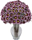 Electric Violet Daisies 20 stems with Hourglass Vase