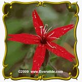 Fire Pink (Silene virginica) Jumbo Wildflower Seed Packet - 50 Seeds