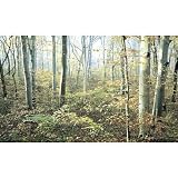 (99x164) Morning Forest Huge Wall Mural Art Print Poster