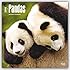 Pandas 2016 Square 12x12 (Multilingual Edition)