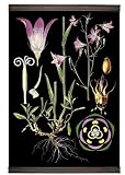 Authentic Models MC802 Bellflower Botanical Chart - MC802,