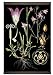 Authentic Models MC802 Bellflower Botanical Chart - MC802,