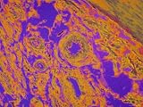 Striated Muscle and Blood Vessels Colored Micrograph Photographic Poster Print, 16x12