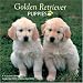 Golden Retriever Puppies 2009 Wall Calendar