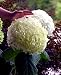 Incrediball Hydrangea Perennial - Huge Flowers - Potted - Proven Winners