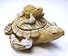 1 X Nautical Coastal Sea Turtle with Baby Sand Seashell Resin Trinket Box