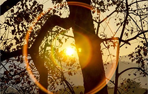 Wall Mural Wall Decor Wall Poster, Tamayura, Halo Zero