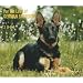 For the Love of German Shepherds 2009 Deluxe Wall Calendar