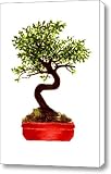 Chinese Elm Bonsai Tree Canvas Print / Canvas Art - Artist Michael Vigliotti