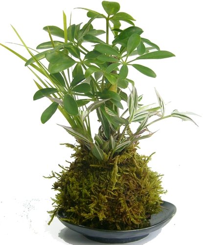 Pe and Sak (ペ?アンド?サク) マリンボーダー