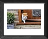 Framed Prints of JD-20762 CAT. walking out of back door from Ardea Wildlife Pets
