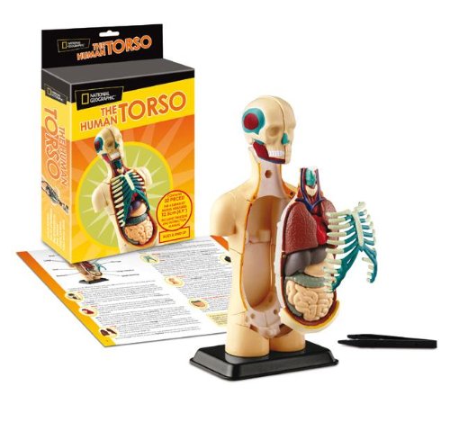 Childrens Toyshop  Toys : National Geographic The Human Torso