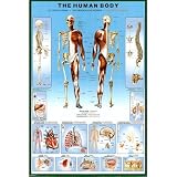 Human Body (Chart) Art Poster Print
