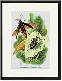 Black Framed/Matted Print 17x23, The Shining Buprestis and the Resplendent Weevil