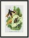 Black Framed/Matted Print 17x23, The Shining Buprestis and the Resplendent Weevil