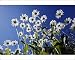Photographic Prints of Ox Eye Daisy - flowers against a blue sky from Ardea Wildlife Pets