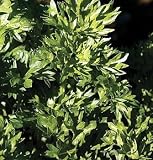 Par - Cel 50 Seeds - A new hybrid of Parsley & Celery - Herb - B000VDLZMS