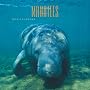Manatees 2009 Square Wall Calendar