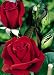 Duftrose Erotika®, 1 Pflanze, kräftig rot blühend ADR Rose