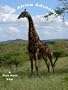 South Africa Adventures