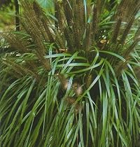 Black Ornamental Fountain 25 Seeds