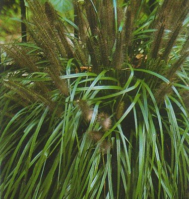 Fountain Grass