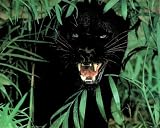Animal Panther SCARY Black Leopard Art Print POSTER Cat - 20 x 16