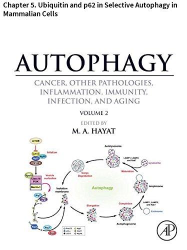 Autophagy: Chapter 5. Ubiquitin and p62 in Selective Autophagy in Mammalian Cells