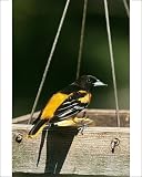 Photographic Prints of Baltimore ORIOLE - male at feeder from Ardea Wildlife Pets