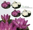 FOUR 9" Floating Water Lily Silk Flowers Cream and Fuchsia