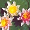 Hughes Water Gardens Changeable Hardy Waterlily (2 Plants)