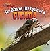 The Bizarre Life Cycle of a Cicada (Strange Life Cycles)
