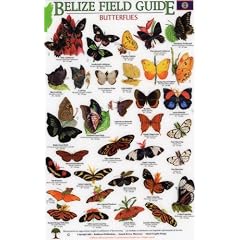 Butterflies (Belize Field Guides)