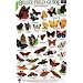 Butterflies (Belize Field Guides)