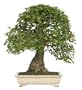 Brussel's Trident Maple Specimen Tree