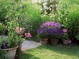 Pots on Path Under Lathyrus Arch Photographic Poster Print by Sunniva Harte, 36x48