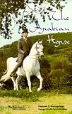 Arabian Horse
