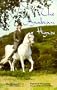 Arabian Horse