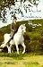 Book Arabian Horse