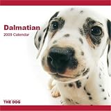 Picture Of Dalmatian 2009 Wall Calendar