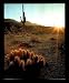 Southwest Desert Cactus Field Nevada Framed Art Poster Print - 16" X 20"