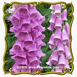 1 Oz Foxglove (Digitalis purpurea) Bulk Wildflower Seeds