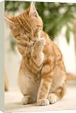 Box Canvas Print of Cat - Kitten licking paw from Ardea