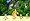 Buzz! Junior Jungle Party Bundle (PS2)