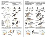The Sibley Field Guide to Birds of Western North America