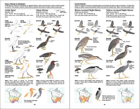 The Sibley Guide to Birds under Nature & Ecology in The Books Store