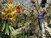 A Man Inspects Scores of Orchid Hybrids at His Florida Nursery Artists Photographic Poster Print, 18x24
