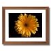 Framed Oak Yellow Daisy Flower Floral Picture Art Print