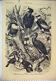 1870 GERMAN MAGAZINE BIRDS NATURE WILDLIFE TREE ANIMALS